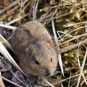 icon for small mammal assessments