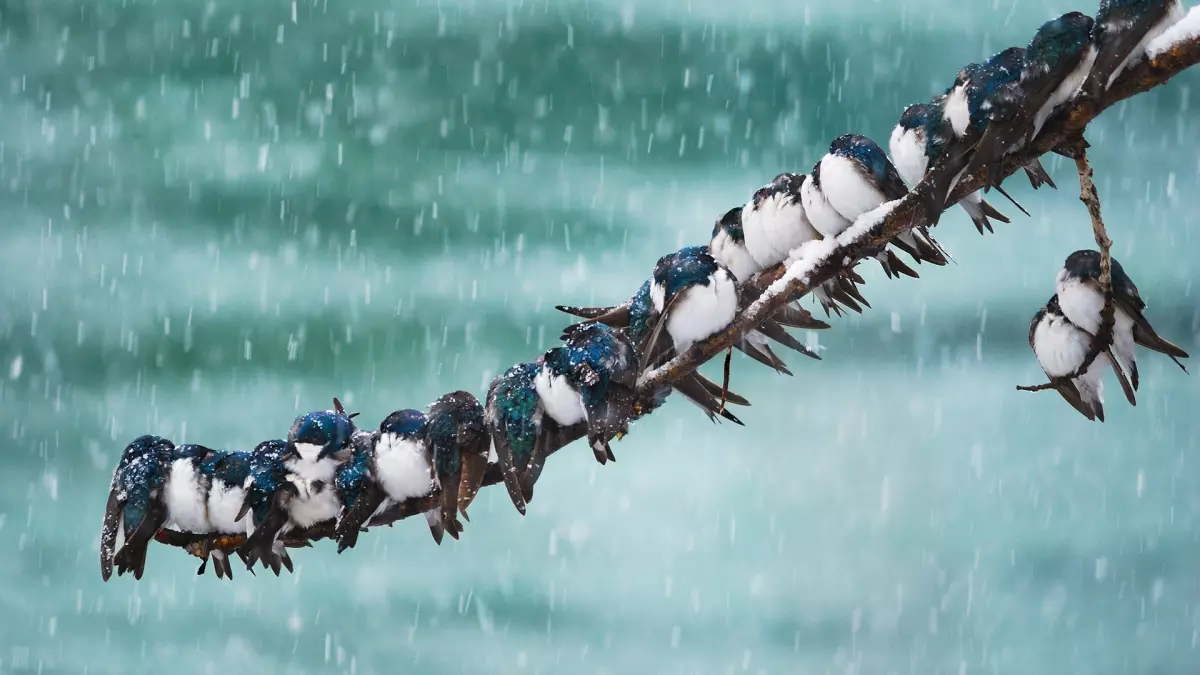 Tree swallows huddle for warmth on a crowded branch in a snowstorm.