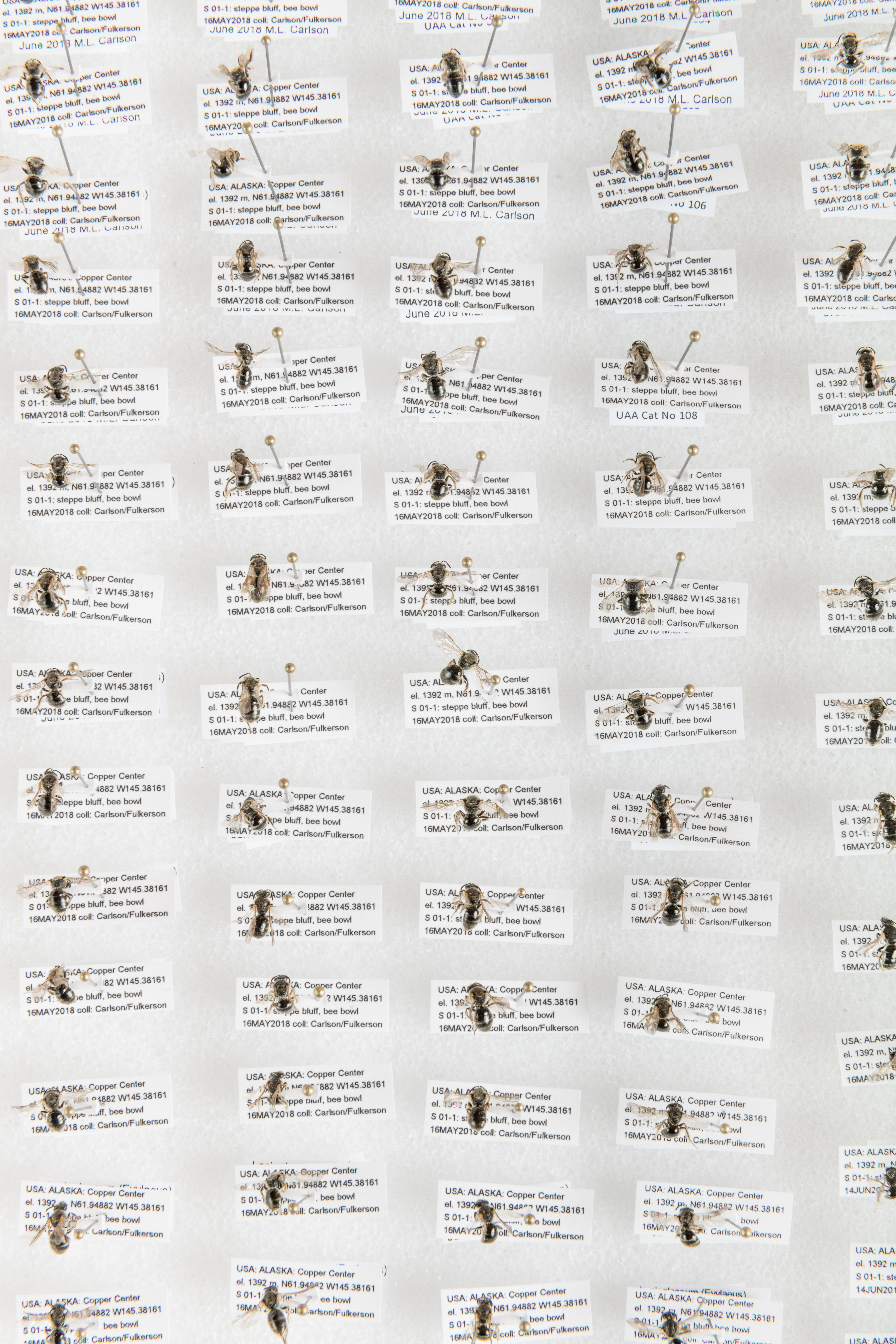 overhead view of pinned solitary bees in a museum collection