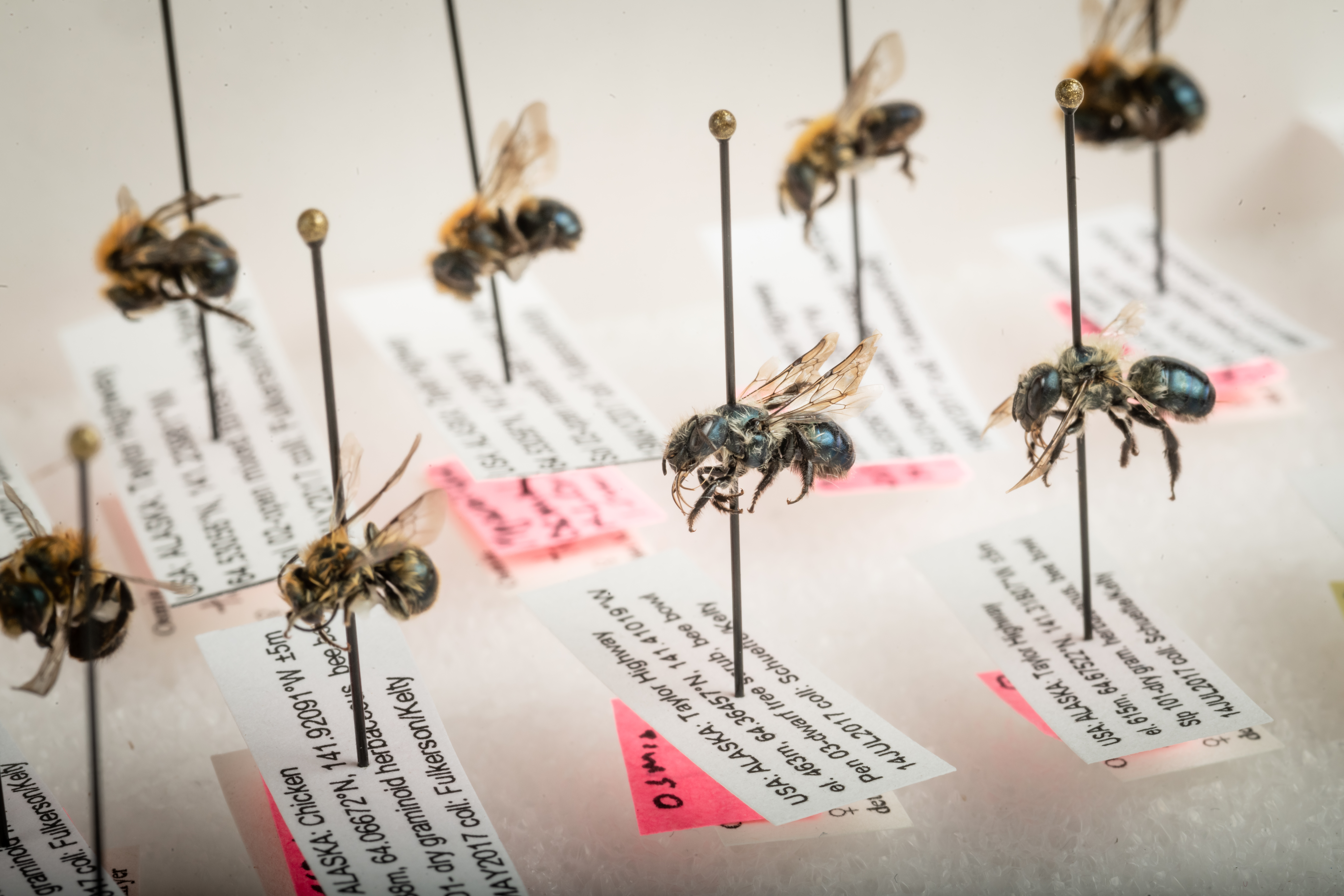 close up of pinned solitary bees in a museum collection