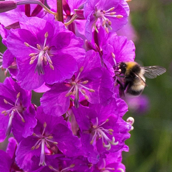 Bombus foraging on fireweed flower