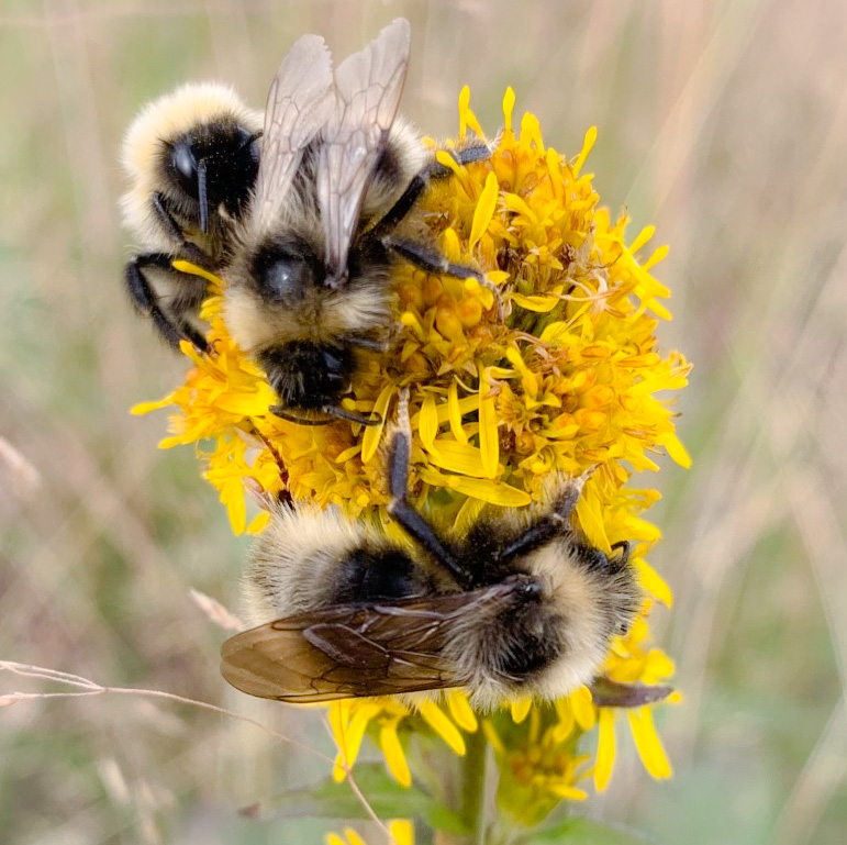 icon for Alaska Pollinator Coordination Group