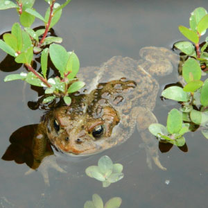 icon for amphibian assessments