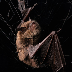 icon for bat assessments