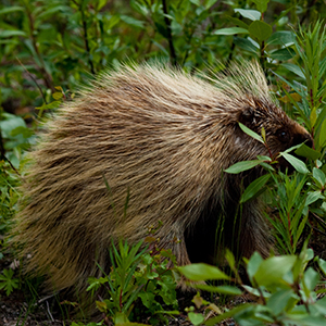 icon for medium mammals assessments