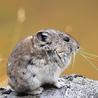 icon for collared pika