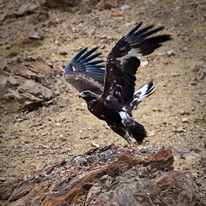 icon for raptor assessments