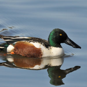 icon for waterfowl assessments