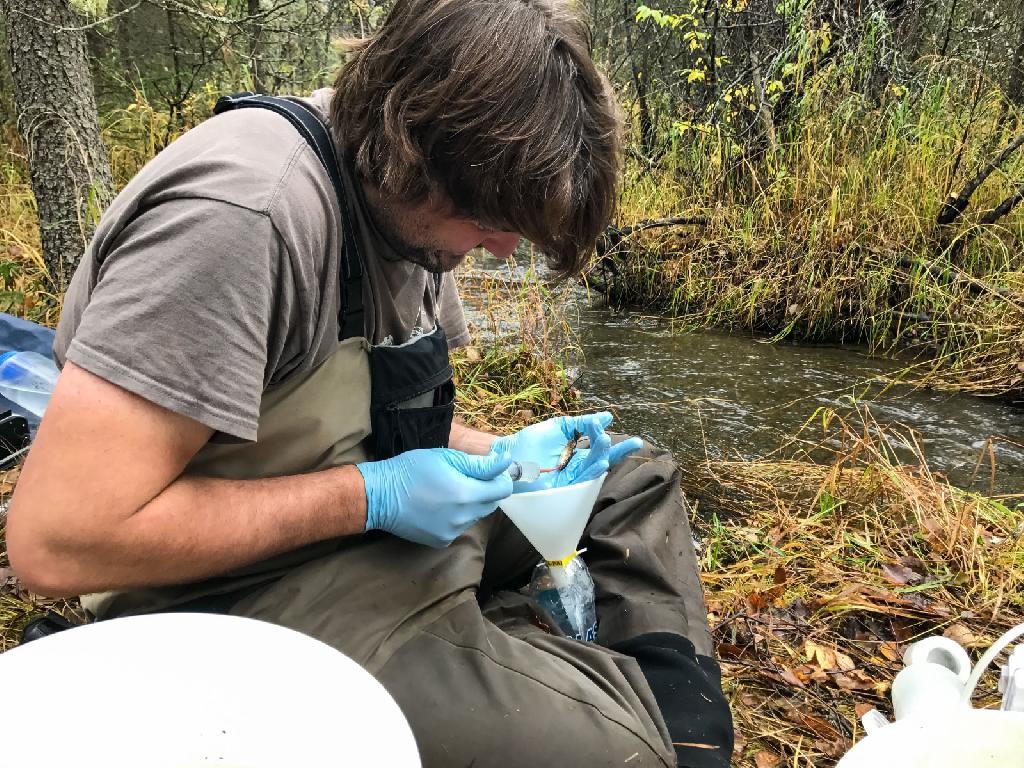ecologist handling a captured salmon fry