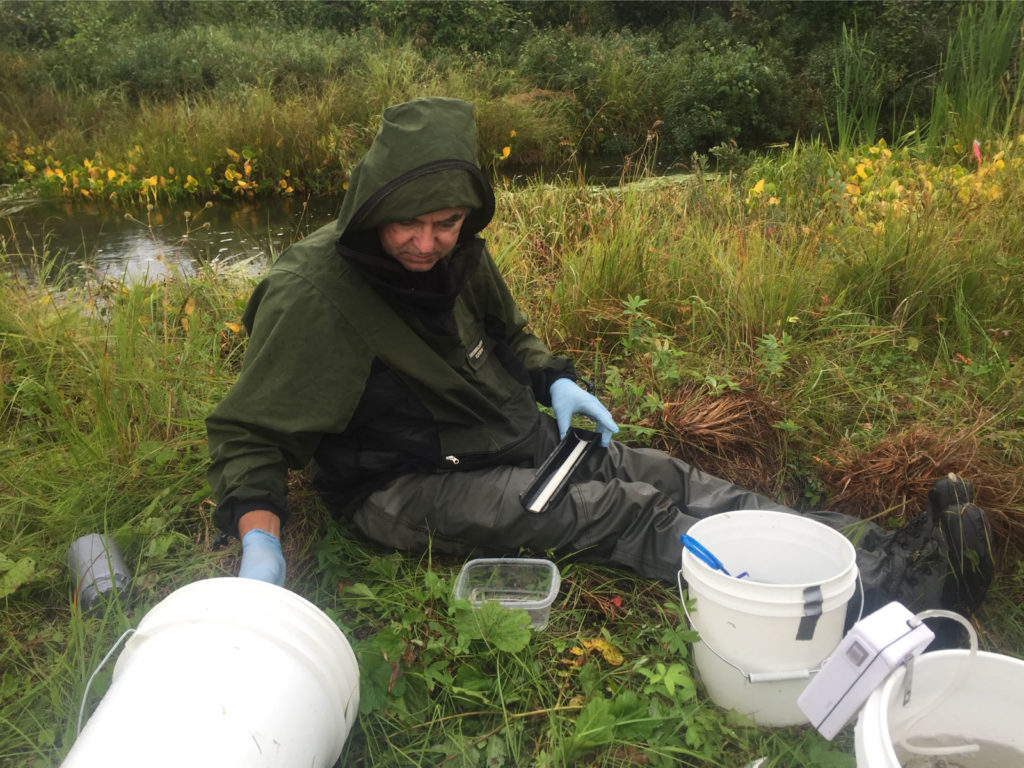ecologist measuring captured salmon fry in the field