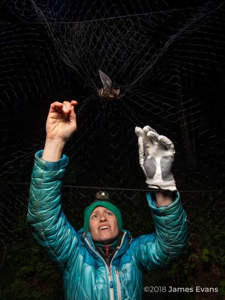 ecologist netting bats at night