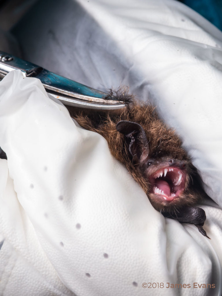 ecologists removing hair sample from bat