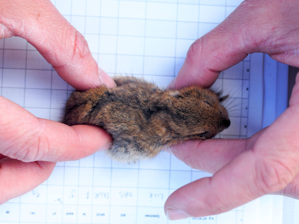 researcher measuring body length of collared lemming