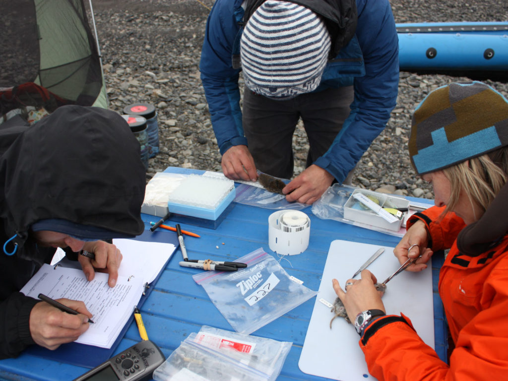 ecologists measuring small mammal samples in the field