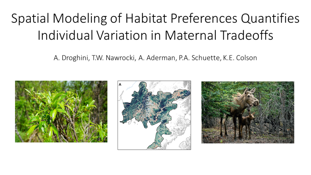 Title slide of conference presentation on spatial modeling of habitat preferences of maternal and non-maternal moose in Bristol Bay