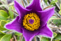 detail of Pulsatilla patens flower