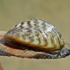 icon for Dreissenid Mussel web app