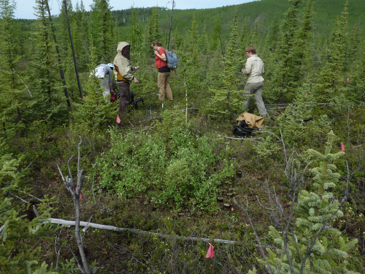 a research plot with spruce trees and sweet clover and several people standing around