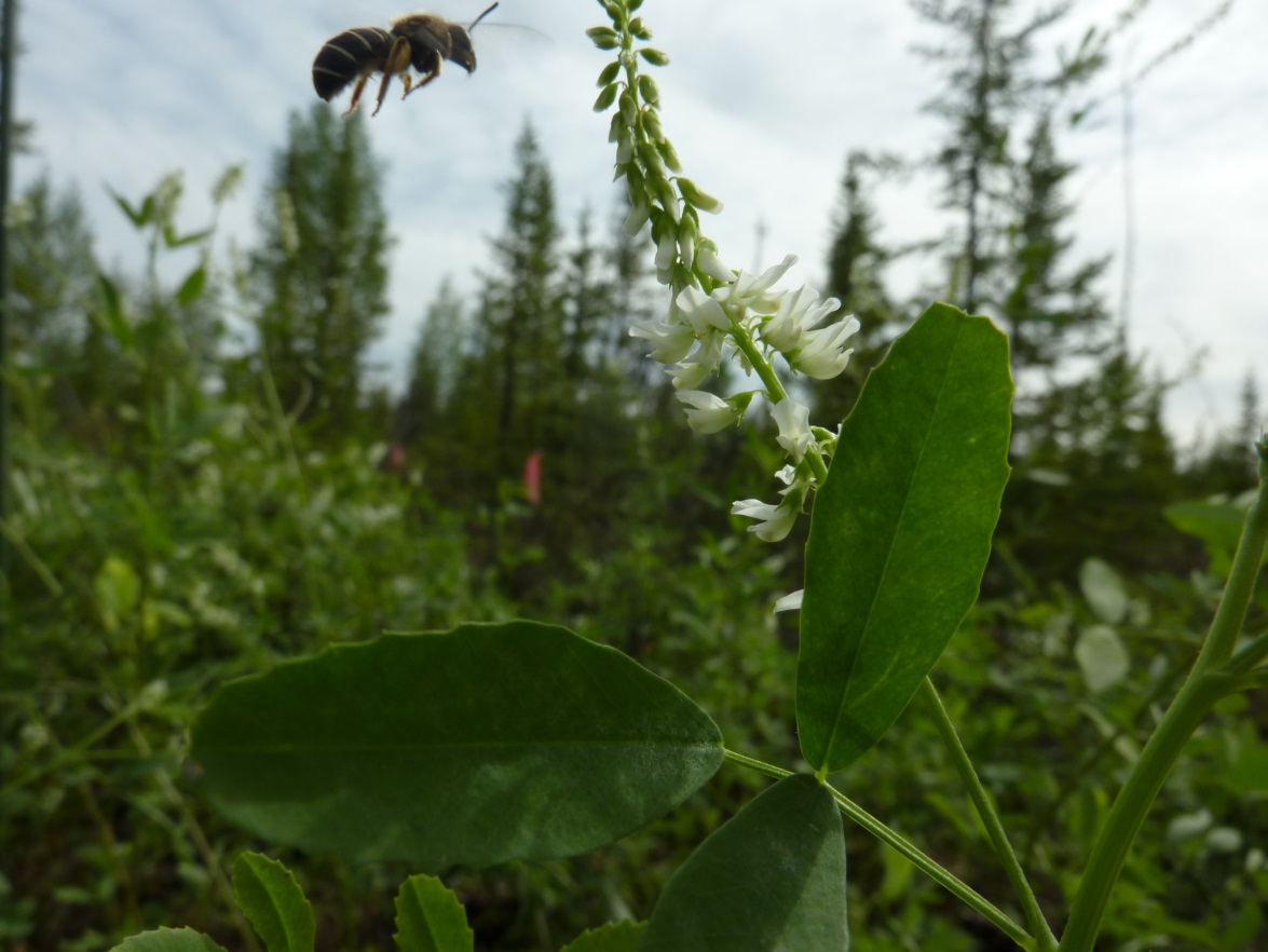 a bee hovering near a sweet clover plant