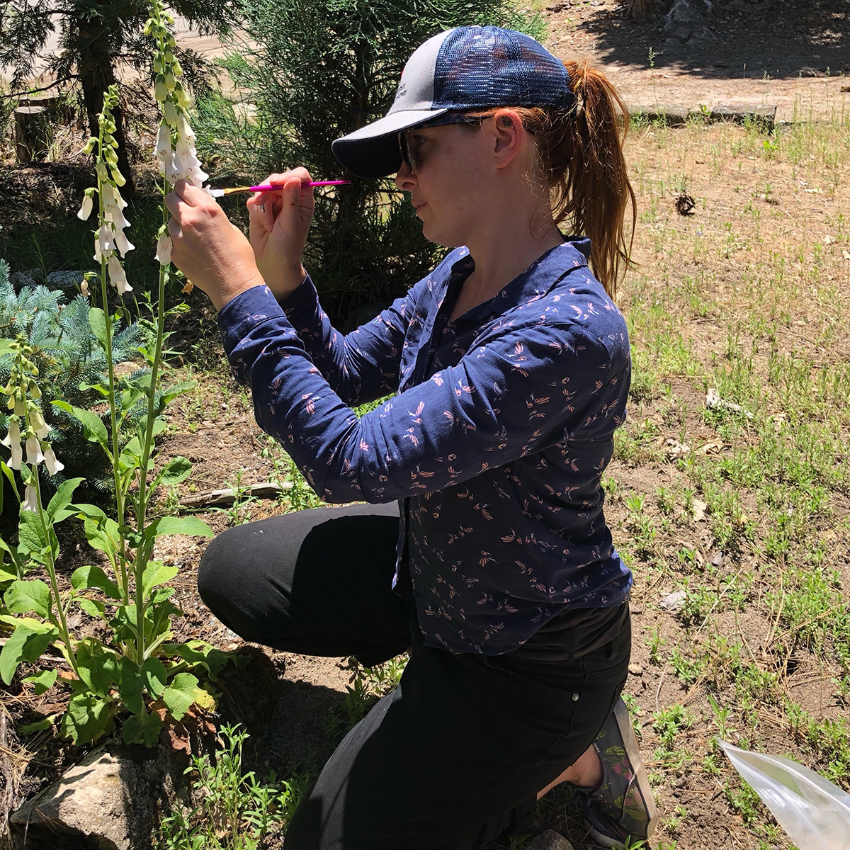 Hollis Woodard is using a paintbrush to artificially pollinate foxgloves as part of a scientific experiment. She is wearing sunglasses, a navy blue baseball cap, a navy blue shirt, black pants, and sneakers.