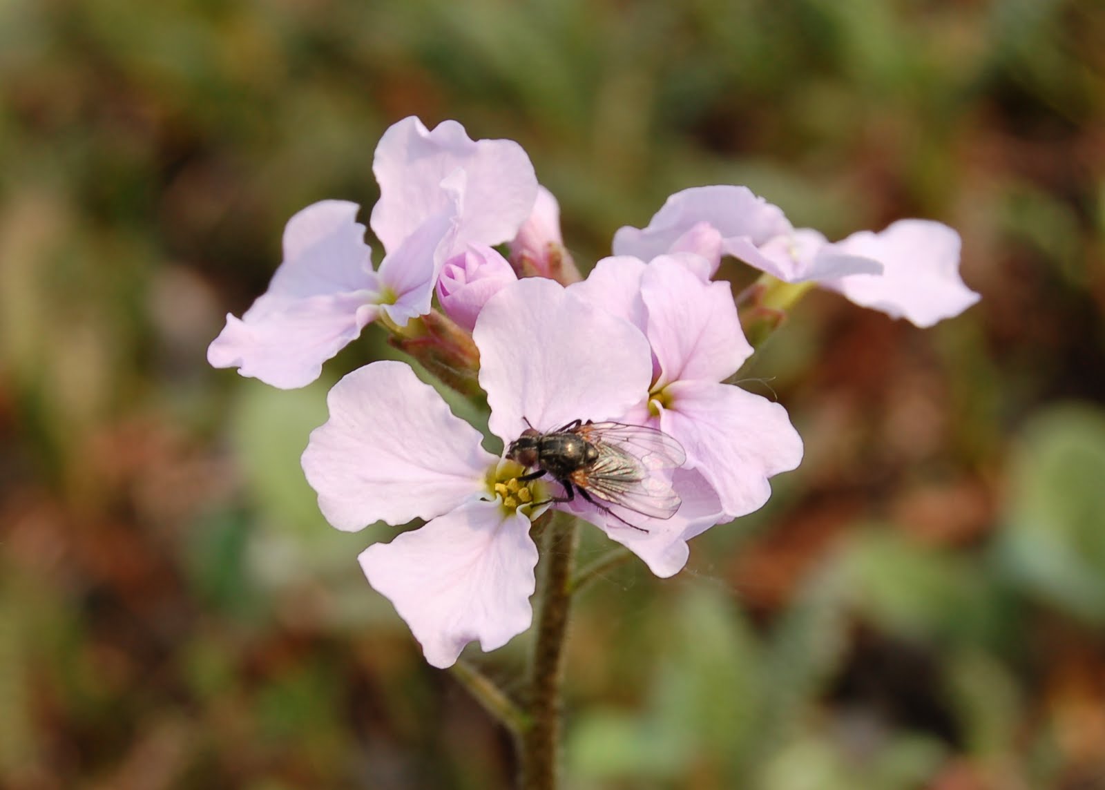 a fly visits a Parrya nudicaulis flower