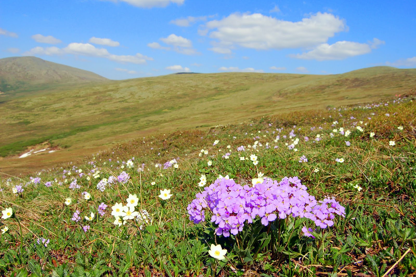 a meadow with purple Parrya nudicaulis flowers mixed with other yellow flowers