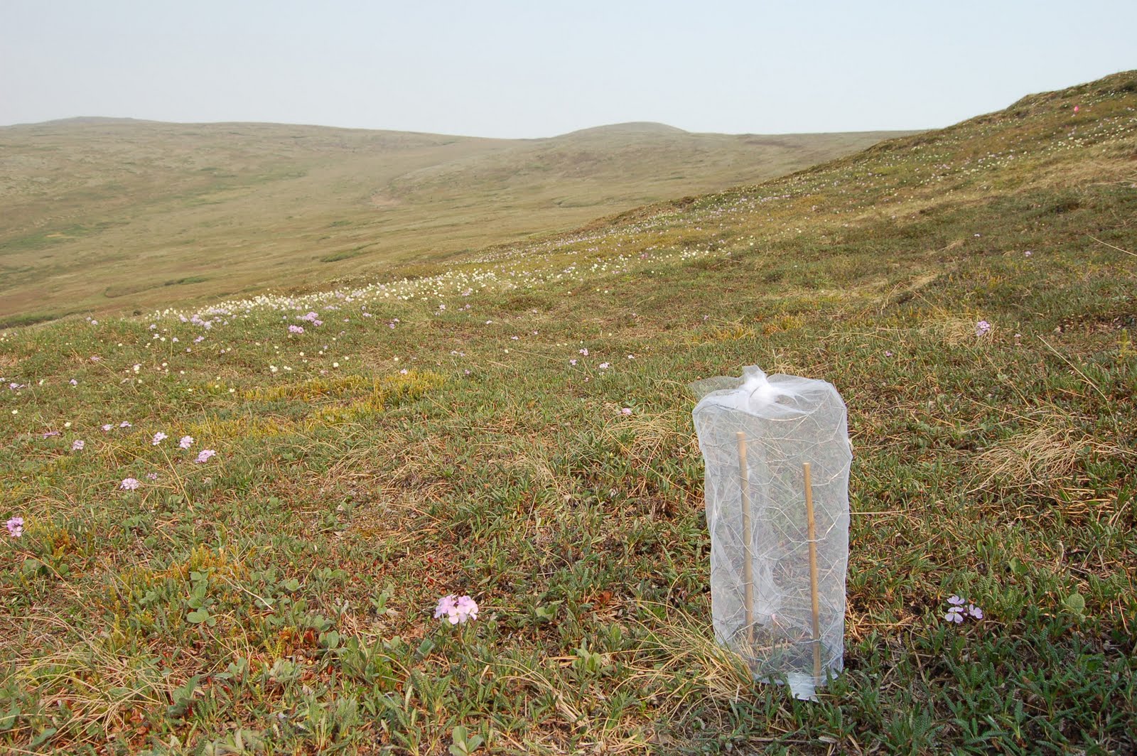 a tall pollinator exclusion net covers a group of Parrya nudicaulis flowers
