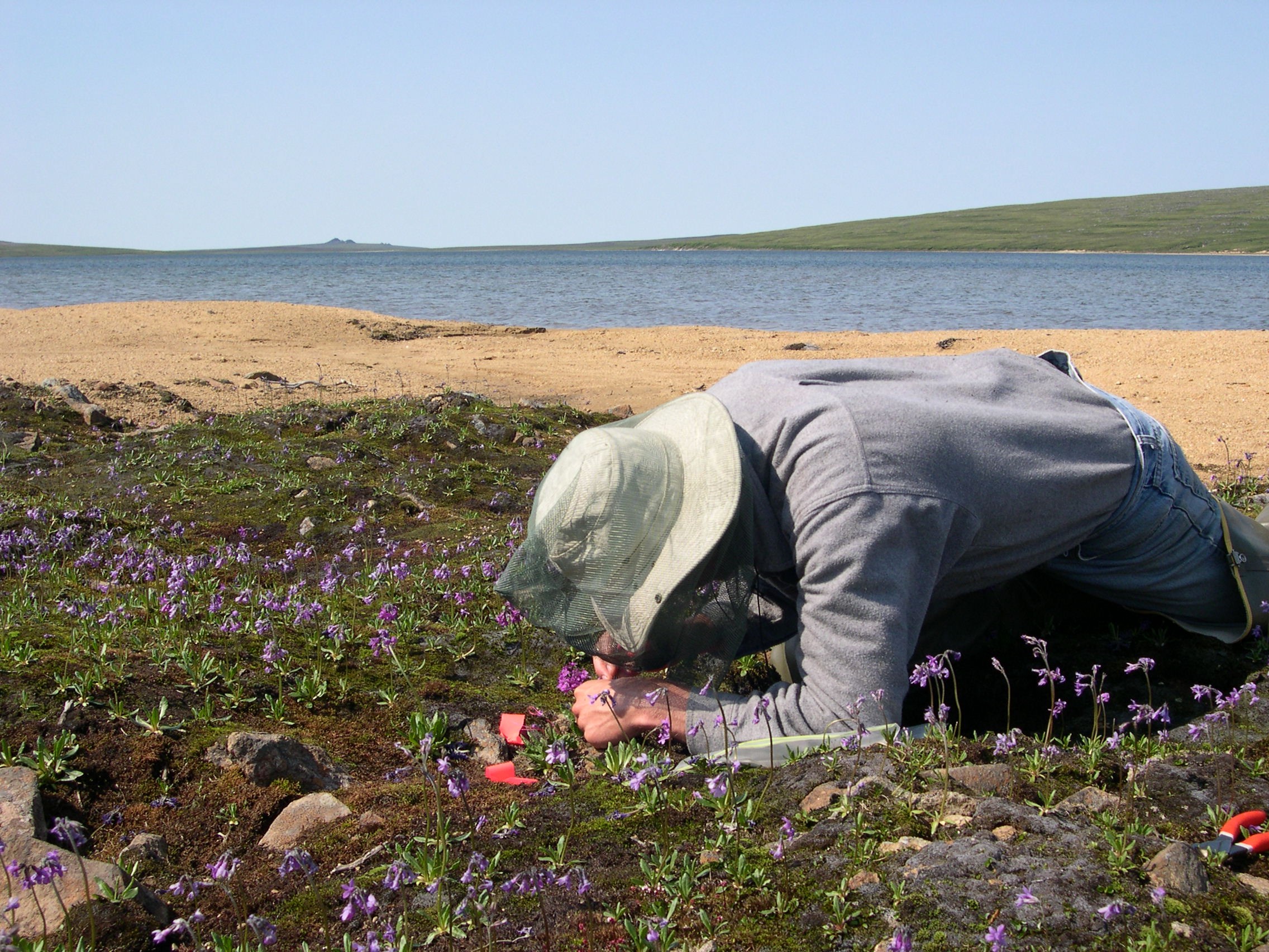 a beach with a small grassy area where Primulas flowers are growing with a researcher kneeling down