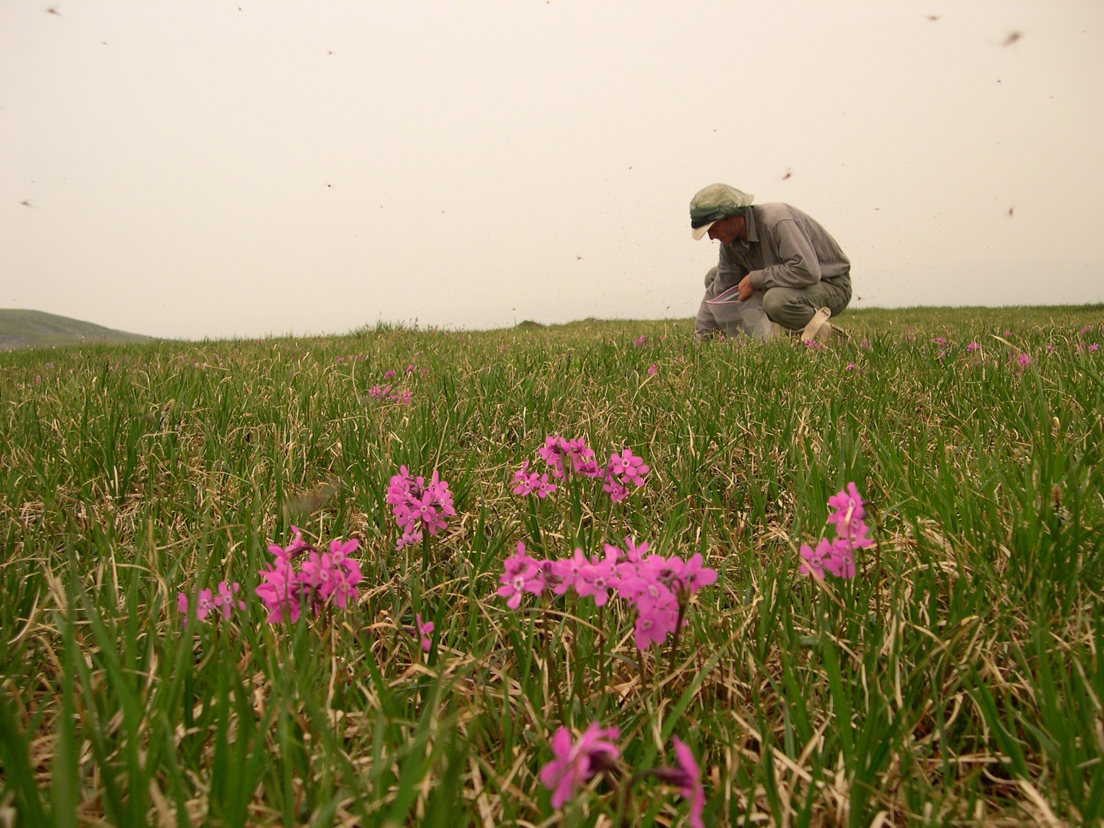 a meadow with pink Primula flowers and a researcher kneeling down